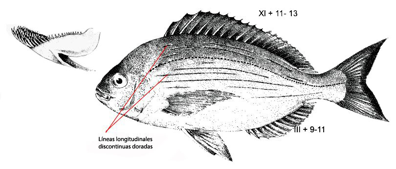 Spondyliosoma cantharus_01.jpg